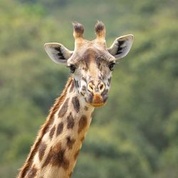 Close-up portrait of a giraffe 