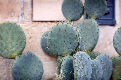 High angle view of prickly pear cactus