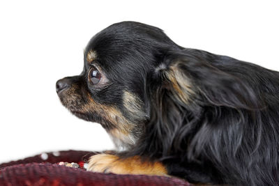 Close up longhaired chihuahua puppy on red pillow, white isolated background. little cute black dog