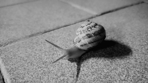 Close-up of snail on floor