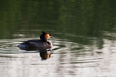 Duck swimming in a lake