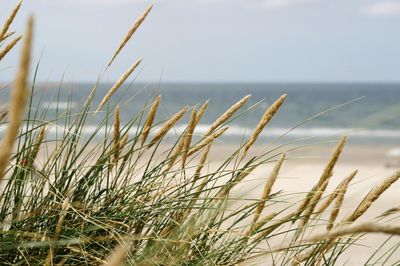 Close-up of grass by sea against sky