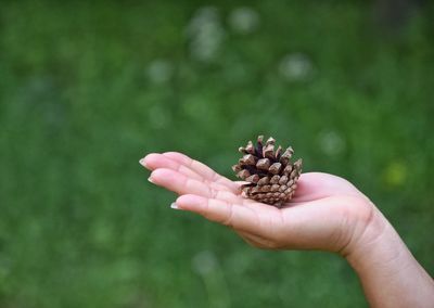 Close-up of hand holding pine cone