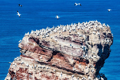 Seagulls perching on rock formation in sea
