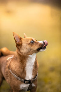 Close-up of a dog looking away