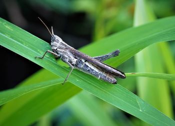 Close-up of grasshopper on the blade of grass