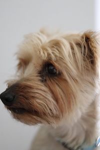 Close-up portrait of a dog