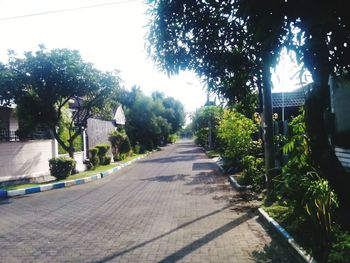 Footpath amidst trees in city