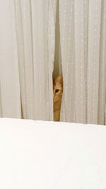 Close-up of cat hiding behind curtain