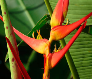 Close-up of red flowering plant