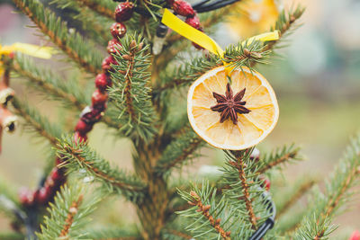 Handmade decoration - dry slice of orange and anise star on a christmas tree. diy ideas for children