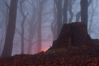 Trees in forest during autumn