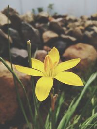 Close-up of yellow flowering plant