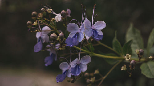 Close-up of purple flowering plant