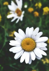 Close-up of white flower blooming outdoors