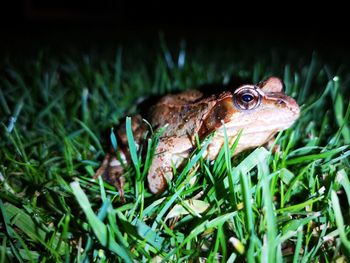 Close-up of frog on field