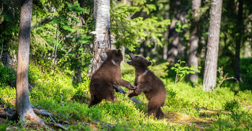 Monkeys in a forest