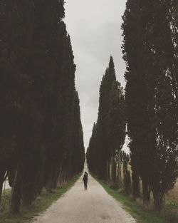 Mid distance of woman walking on road amidst trees against sky