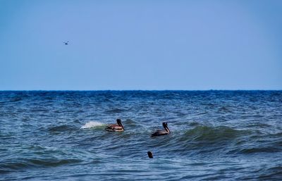 Birds flying over sea against clear sky