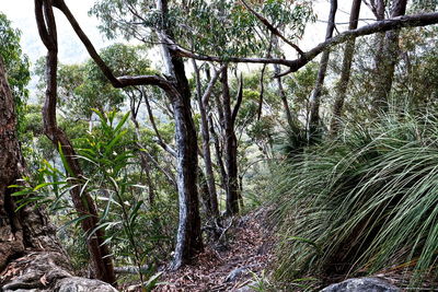 Trees growing in forest against sky