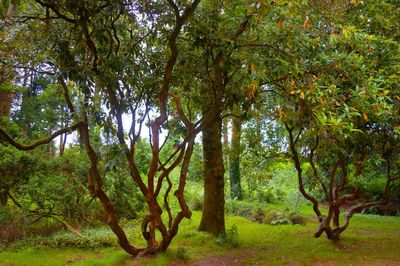 Trees in forest