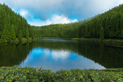 Lagoa das empadadas lake surrounded by green pine forest located on sao miguel, azores, portugal.