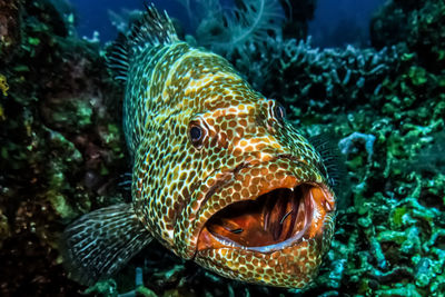 Close-up portrait of grouper swimming in sea