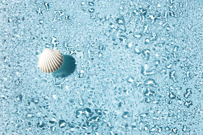 Seashell on water drops on glass on blue background with copy space