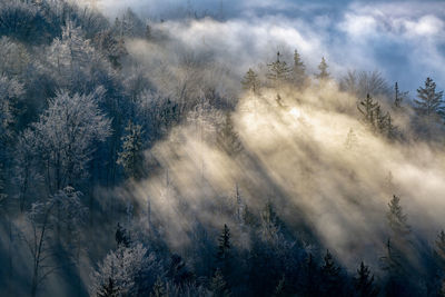 Light rays captured in fog between trees in autumn, hallein, austria