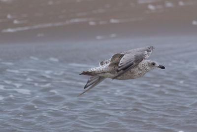 Seagull flying over sea