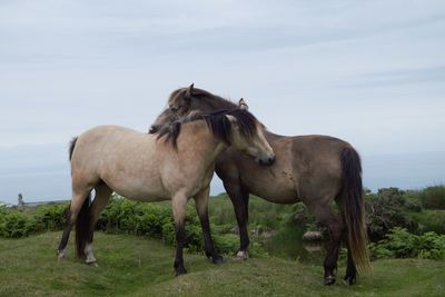 Love lundy ponies 