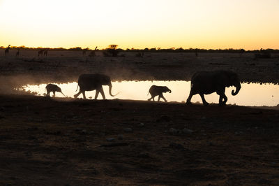 Horses on field against sky during sunset