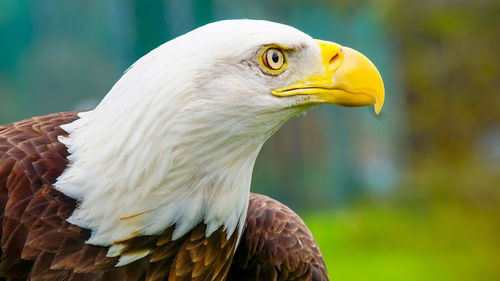 Close-up of eagle looking away