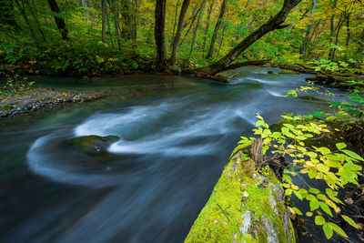 Scenic view of stream flowing through rocks in forest