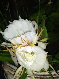 Close-up of white flowering plant