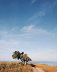 Trees on field against sky and sea 