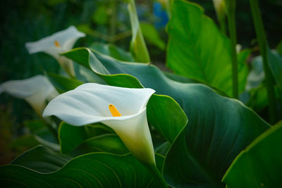 Calla lilies in a garden at sunset.