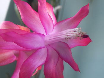 Close-up of pink flower