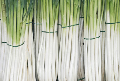 Full frame shot of bamboo plants