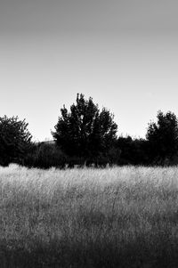 Trees on field against clear sky