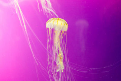 Close-up of jellyfish against blue background