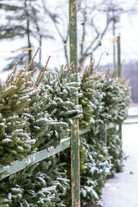 Close-up of snow on plants during winter