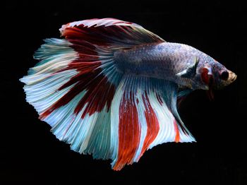 Close-up of fish underwater