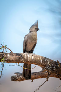 Grey go-away-bird on tree branch with catchlight