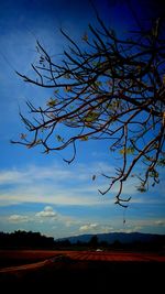 Silhouette tree on field against sky