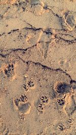 Close-up of footprints on sand