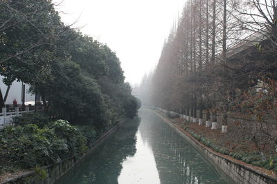 Trees along road