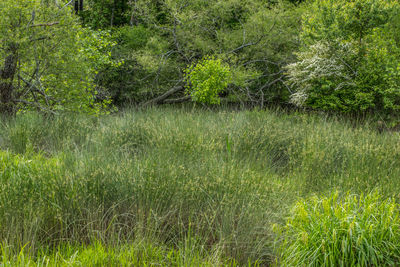 Scenic view of forest