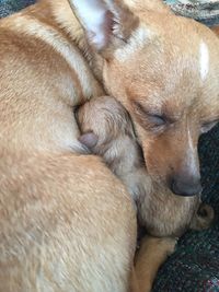 Close-up of puppy sleeping on bed