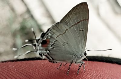 Close-up of butterfly